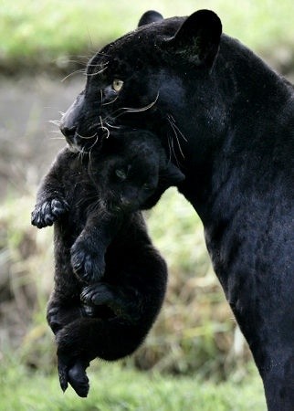 Photo:  Black Panther 